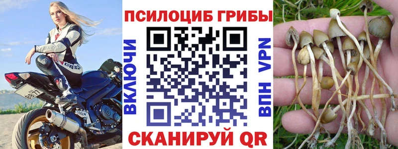 Галлюциногенные грибы Psilocybine cubensis  закладки  Курск 